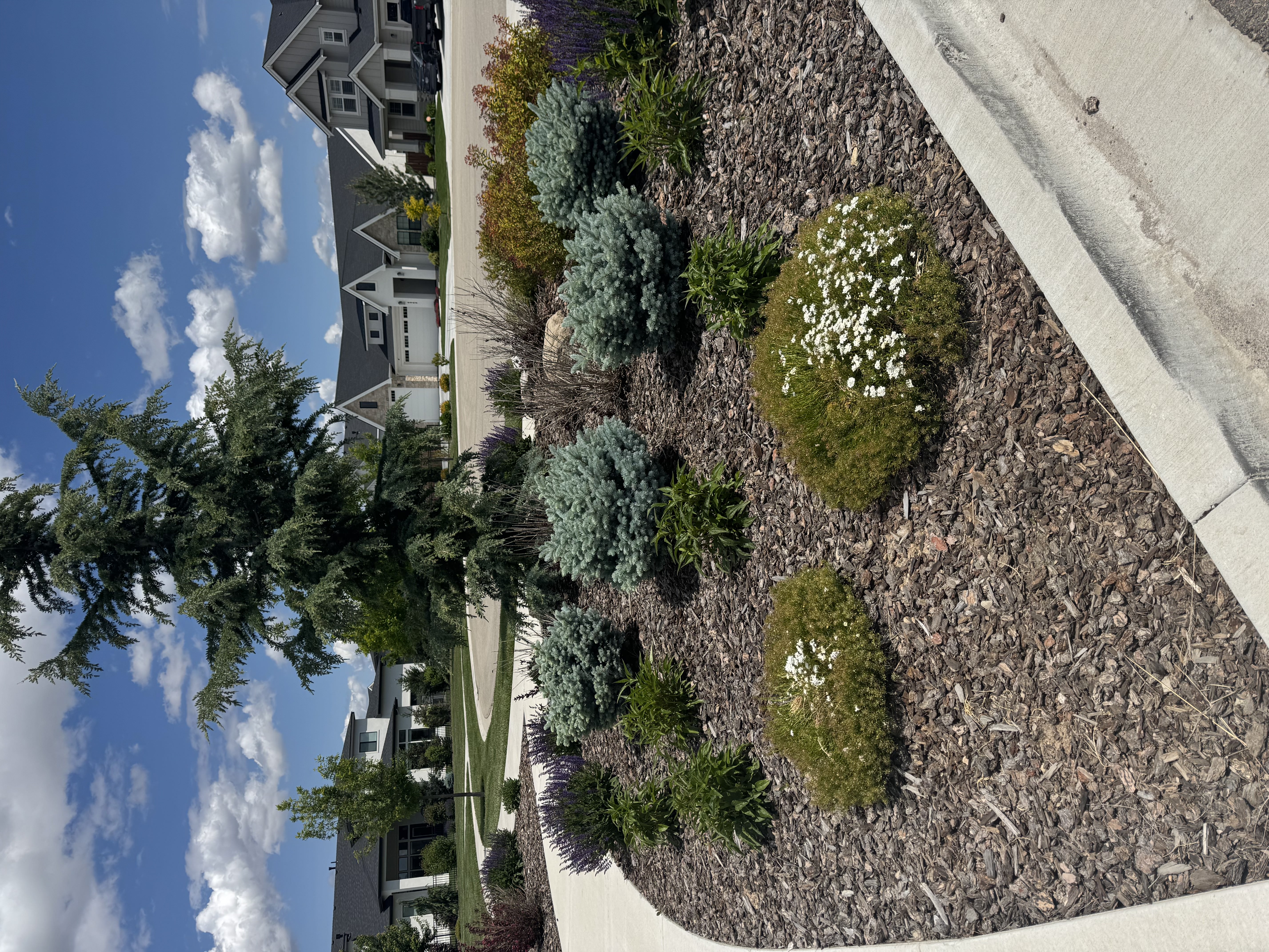 Bush and tree flower bed
