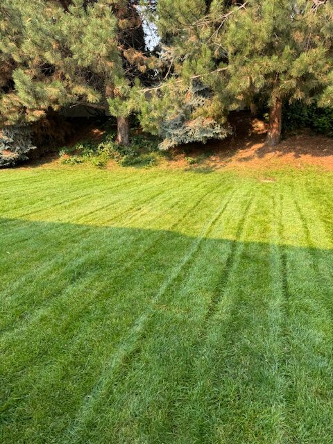 backyard incline