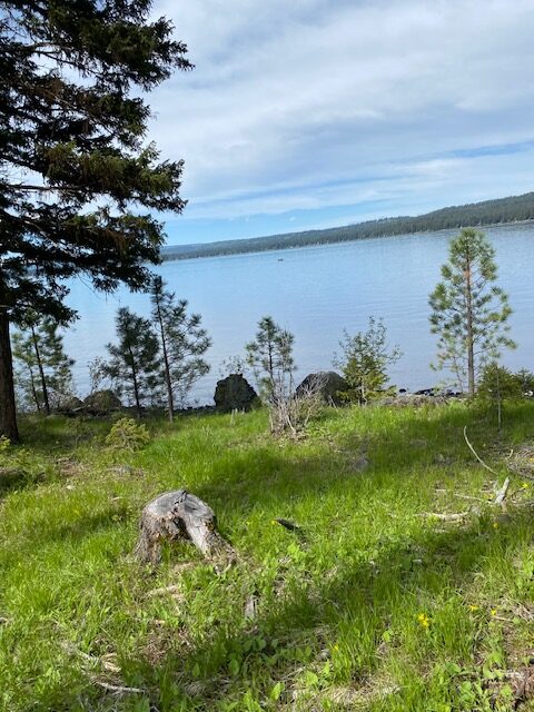 stump by the lake 